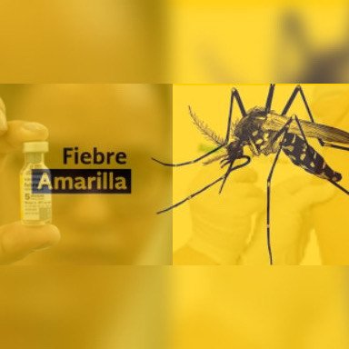 Vacunación contra Fiebre Amarilla: certificado internacional y orientación sanitaria